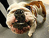 What Do You Know About Bulldogs?