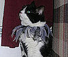 Pet Pic of the Day: Moo Loves Snacks . . . and Spiders? 