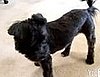 Do Your Pets Chase Their Tails?