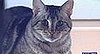 Cat Falls 26 Stories and Lives