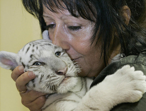 Baby Tiger Cuteness Baby Tiger Cuteness