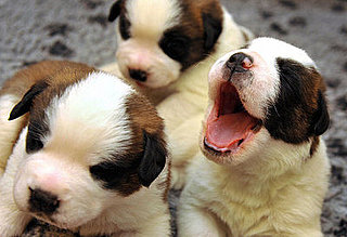 Guess What Breed?