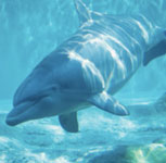 Do You Know the Difference Between Dolphins and Porpoises?