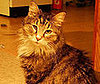 Pet Pic of the Day: Millie's a Maine Coon Through and Through