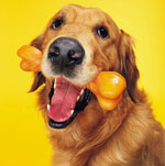 Eeks, It's the Top 10 Things Dogs Eat (Other Than Food)!