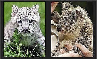 Pick the Cutest Zoo Baby For a Chance to Win Big!