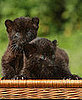 Baby Animal Cuteness: Sipura and Larisa