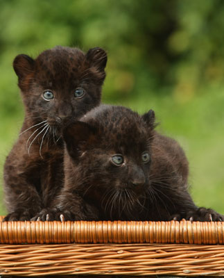 Baby Animal Cuteness: Sipura and Larisa Baby Animal Cuteness: Sipura and Larisa