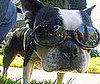 Pet Pic of the Day: Boogie's Buggy Eyes Stay Safe