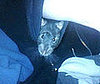Pet Pic of the Day: Something Up Your Sleeve
