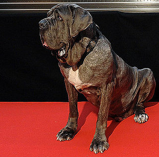Name This Movie Dog!