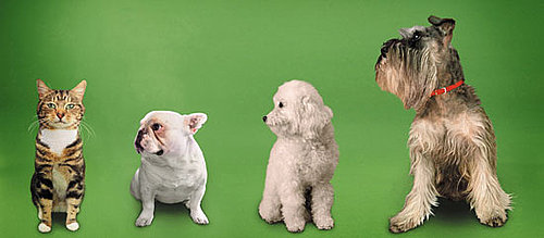 Do Tell: Weigh In on Mandatory Spay/Neuter Laws