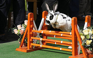 Hoppy Easter! 