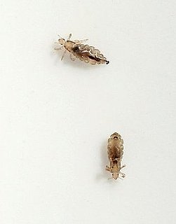 Mommy Dearest: OK to Cancel Playdate When Child Has Lice?