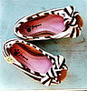 Fox Paws Shoes