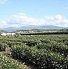 Tour of Beauty: Chanel's Jasmine Fields in Grasse, France