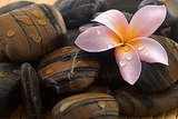 Beautiful Pictures For Spring Inspiration