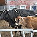 Dairy Farms