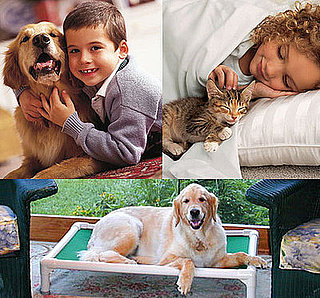 Win an Iams Package For Your Cat or Dog and Two Kuranda Beds For Shelter Pets