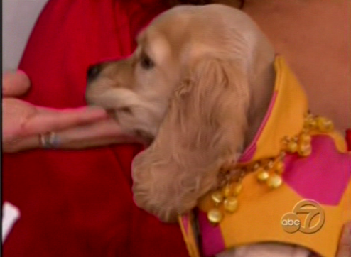 Oprah's New Pup, Sadie Oprah's New Pup, Sadie