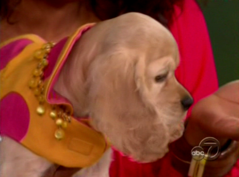 Oprah's New Pup, Sadie Oprah's New Pup, Sadie