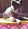 Bodhi Lotus Dog Bed: Spoiled Sweet or Spoiled Rotten?