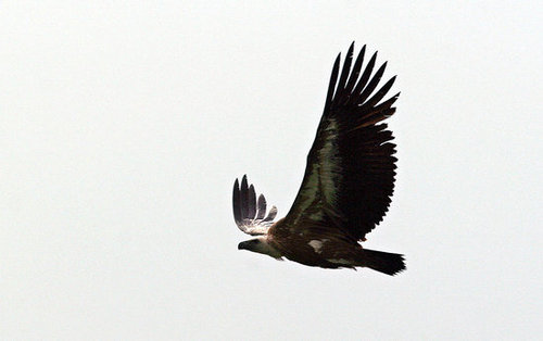 Creature Features: What Do You Know About Buzzards?