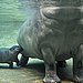 Baby Hippo Cuddle Bumps Mom