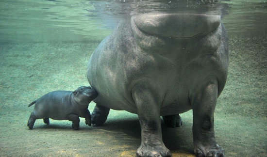 Baby Hippo Cuddle Bumps Mom Baby Hippo Cuddle Bumps Mom