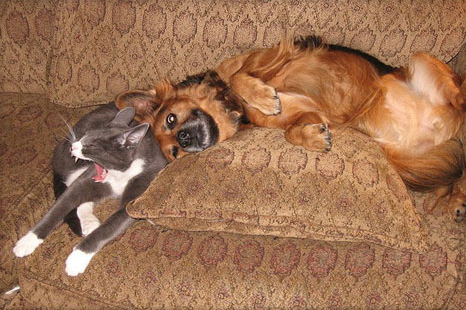 Max and Cricket Spread the Love Max and Cricket Spread the Love
