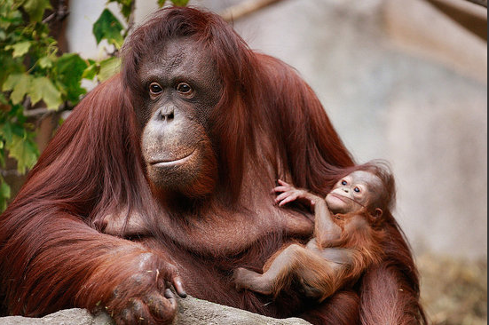 You're Safe in Mom's Arms You're Safe in Mom's Arms