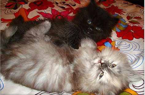 Fluffy Balls of Love Fluffy Balls of Love
