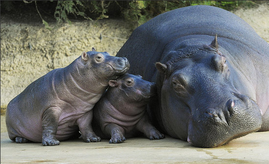 Hamburg's Baby Hippos Hug Hamburg's Baby Hippos Hug