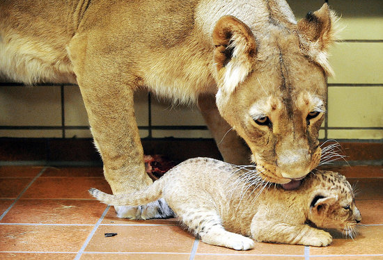 Awwwwfully Up Close and Personal With Two Lil Lions Awwwwfully Up Close and Personal With Two Lil Lions