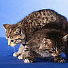 To the Rescue: 9 Tips For Kitty Care and Conundrums 