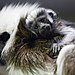 Cottontop Tamarin Baby Masters Cuddle in Two Weeks' Time