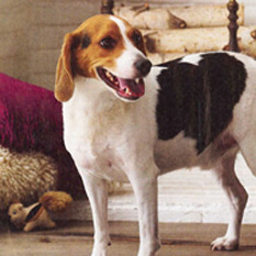 6 Simple and Yummy Doggy-Friendly Recipes 