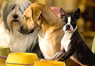 Guide to Fighting Bad Dog Breath