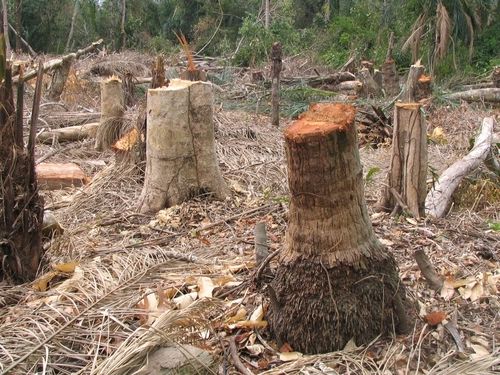 If Nothing Else, Do It For the Trees