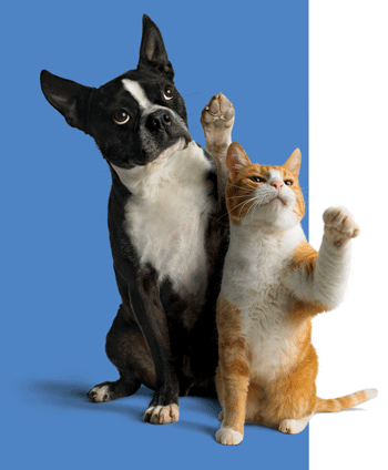 Stop a Flea Infestation With a Downloadable Coupon For FRONTLINE® Plus