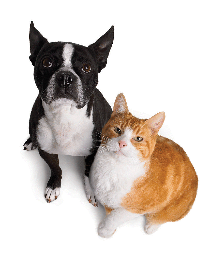 Play to Win a Prize Pack For Your Pet! Play to Win a Prize Pack For Your Pet!