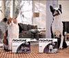 One Week Left to Win a Prize Pack For Your Pet!