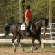 equestriennechic's picture