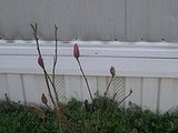 my jane magnolia in bloom