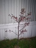 my japenese maple opening