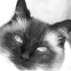 steiff1001