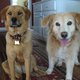 CALI and GOLDIE's picture