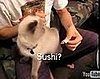 Happy Caturday!