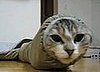 Worm Cat