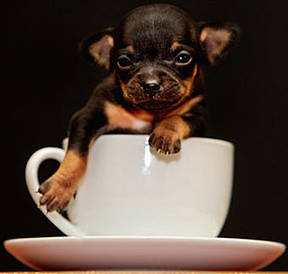 Cute Alert: Tiny Chihuahua Blown Away by Strong Wind Reunited With Owners